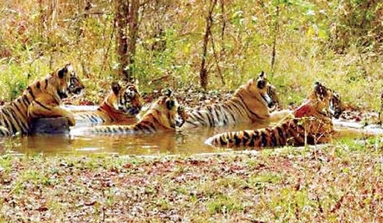 Uncharted Forest Trails Discovering India’s Hidden Nature Reserves