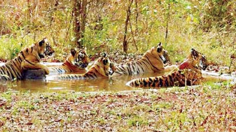 Uncharted Forest Trails Discovering India’s Hidden Nature Reserves